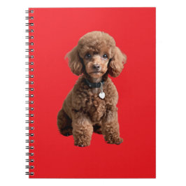  Cute Teacup Poodle Red Folder Notizblock