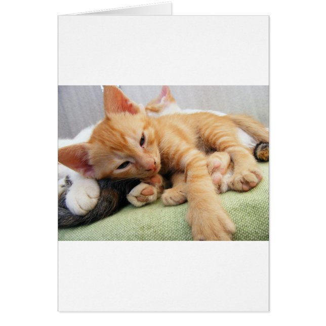 Cute Tiger Stripe Kitten (Devant)
