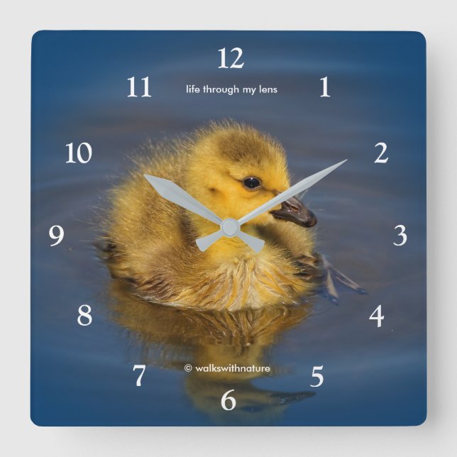 Cute Tiny Swimmer Canada Goose Gosling at the Lake Quadratische Wanduhr (Vorderseite)