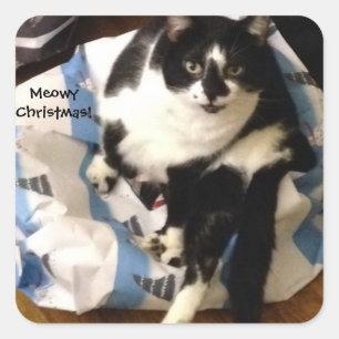 Cute Tuxedo Chat Présente Meowy Stickers Noël