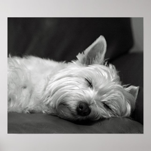 Cute Westie (West Highland Terrier) Dog Poster (Vorne)