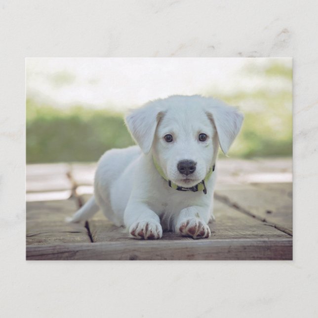 cute white dog puppy postkarte (Vorderseite)