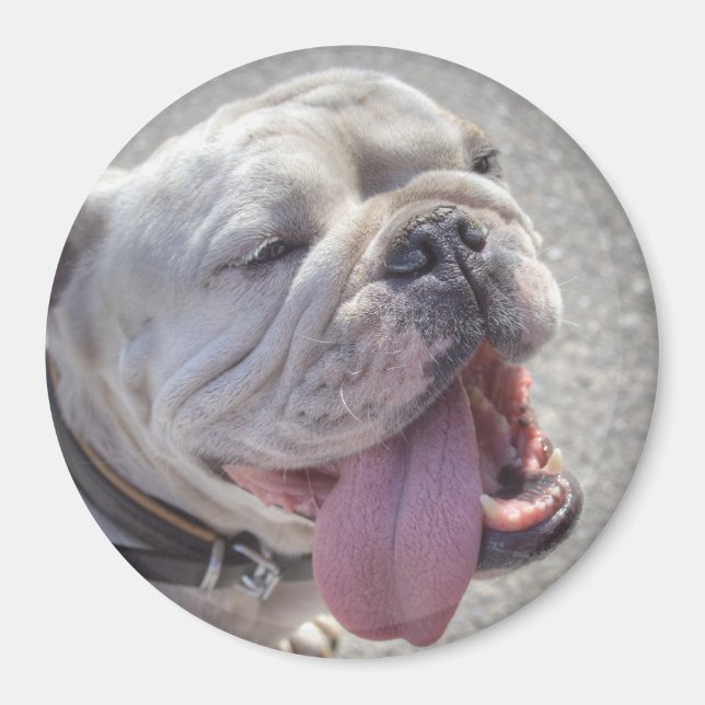 Cute White English Bulldog Magnet (Vorne)