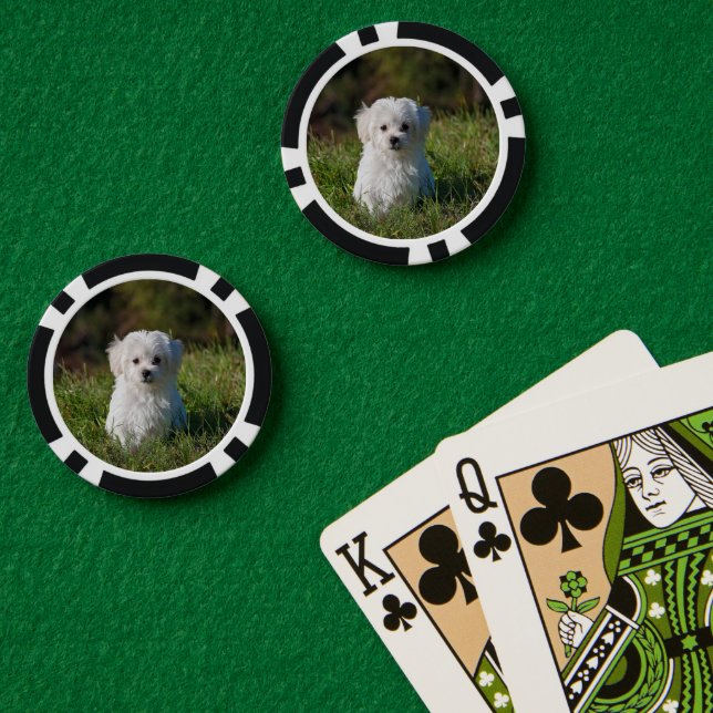 Cute white puppy pokerchips (Pokertisch (doppelt))