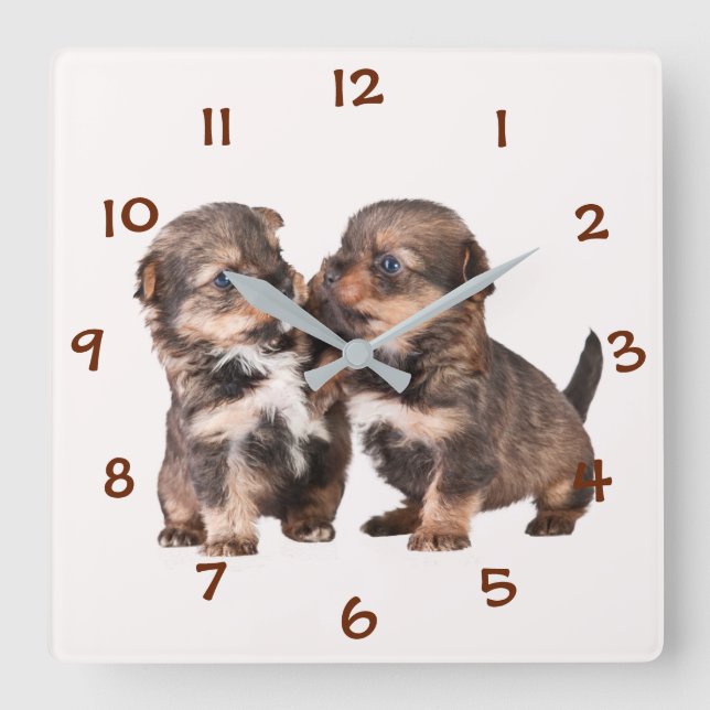 Cute Yorkshire Puppies Quadratische Wanduhr (Vorderseite)