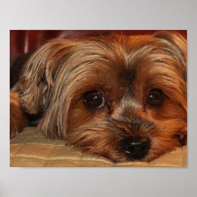 Cute Yorkshire Terrier Yorkie Puppy Poster (Vorne)