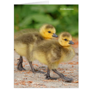 Cuteness on Parade: Kanada Goose Goslings