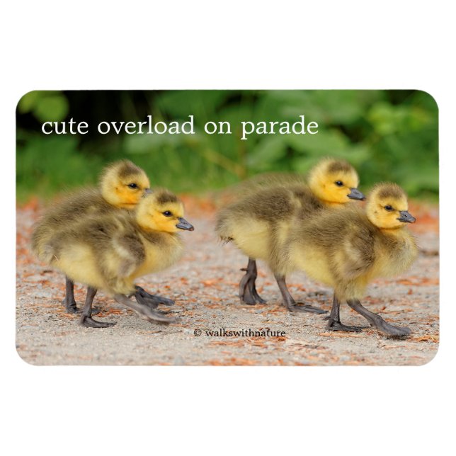 Cuteness on Parade: Kanada Goose Goslings Magnet (Horizontal)