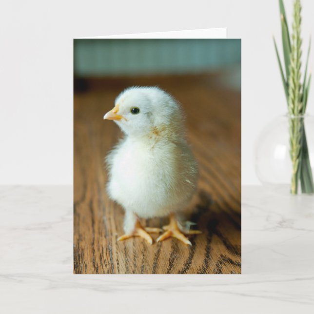 Cutest Baby Animals | Baby Chick Karte (Vorderseite)