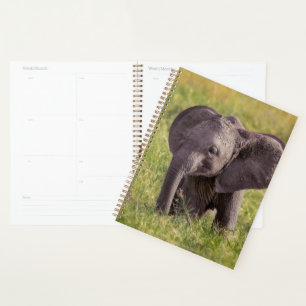 Cutest Baby Animals   Baby Elephant Kenya Africa