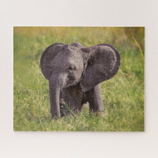 Cutest Baby Animals | Baby Elephant Kenya Africa (Horizontal)