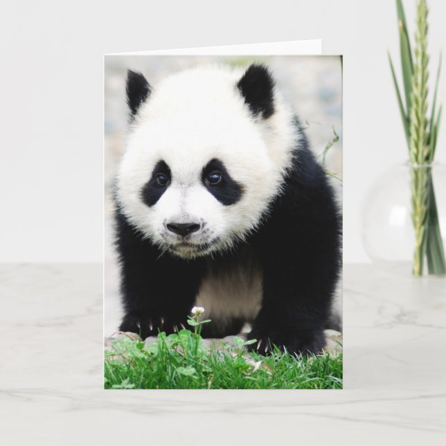 Cutest Baby Animals | Baby Panda Bear Karte (Vorderseite)