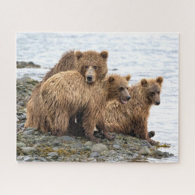 Cutest Baby Animals | Bear & Cubs (Horizontal)