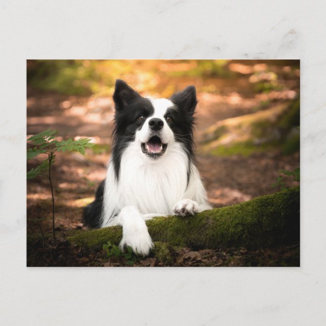 Cutest Baby Animals | Black & White Border Collie Postkarte (Vorderseite)