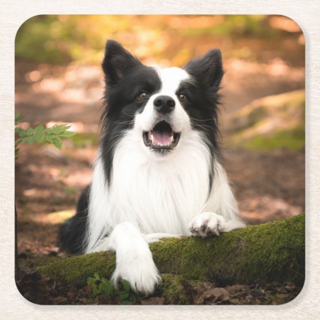 Cutest Baby Animals | Black & White Border Collie Rechteckiger Pappuntersetzer (Vorderseite)