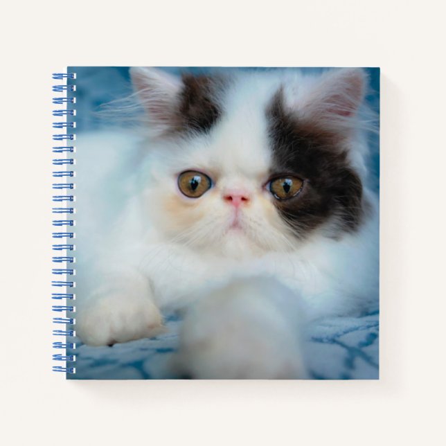 Cutest Baby Animals | Black & White Kitten Notizbuch (Vorderseite)