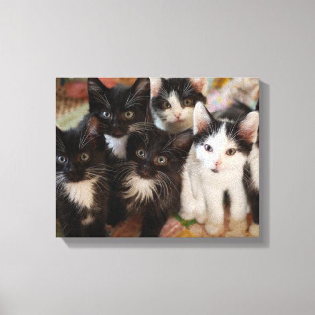 Cutest Baby Animals | Black & White Kittens Leinwanddruck (Vorderseite)