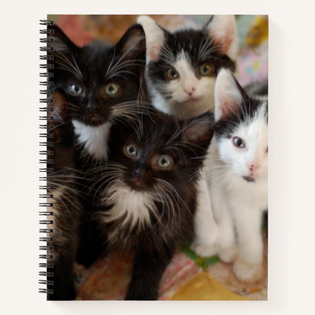 Cutest Baby Animals | Black & White Kittens Notizbuch (Vorderseite)