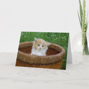 Cutest Baby Animals   Blue Eyed Kitten Karte
