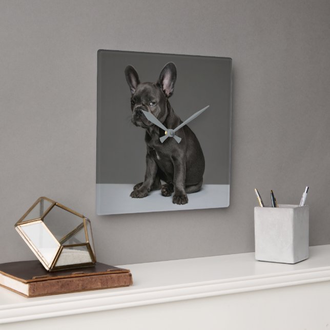 Cutest Baby Animals | Blue French Bulldog Puppy Quadratische Wanduhr (Büro)