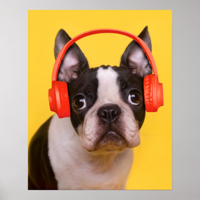 Cutest Baby Animals | Boston Terrier Headphones Poster (Vorne)