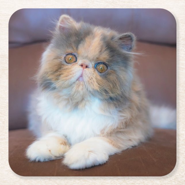 Cutest Baby Animals | Calico Persian Kitten Rechteckiger Pappuntersetzer (Vorderseite)