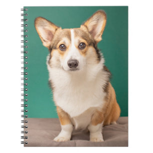 Cutest Baby Animals Corgi on Teal Notizblock
