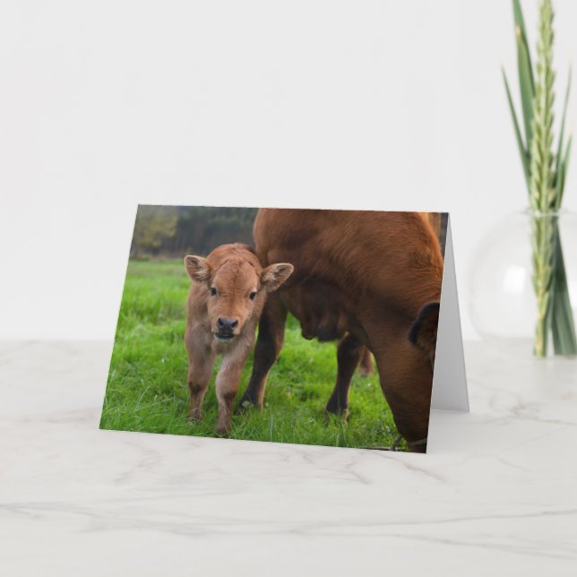 Cutest Baby Animals | Cow & Calf Karte (Vorderseite)