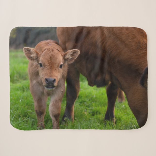 Cutest Baby Animals | Cow & Calf Sherpadecke (Vorderseite (Horizontal))
