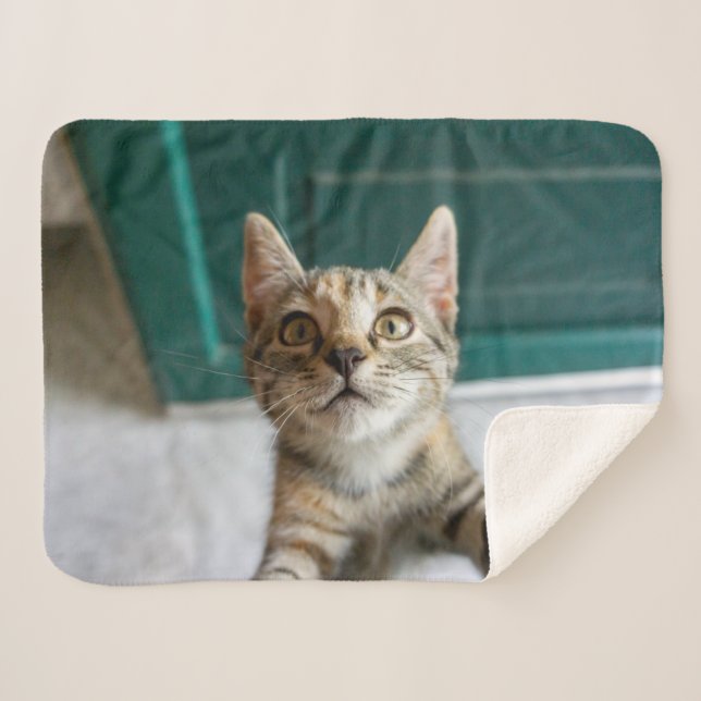 Cutest Baby Animals | Cute Tabby Kitten Sherpadecke (Vorderseite (Horizontal))