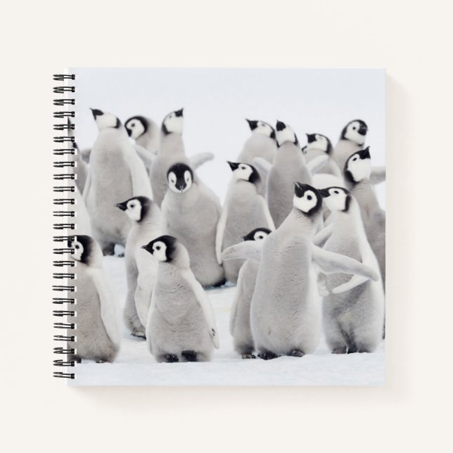 Cutest Baby Animals | Emperor Penguin Chicks Notizbuch (Vorderseite)