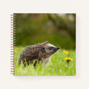 Cutest Baby Animals European Hedgehog Notizbuch