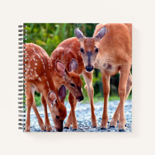 Cutest Baby Animals   Fawn with Babies Notizbuch