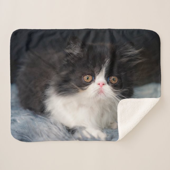 Cutest Baby Animals | Fluffy B&W Kitten Sherpadecke (Vorderseite (Horizontal))