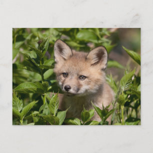 Cutest Baby Animals Fox Kit Postkarte