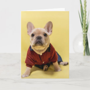 Cutest Baby Animals French Bulldog Dressed Karte
