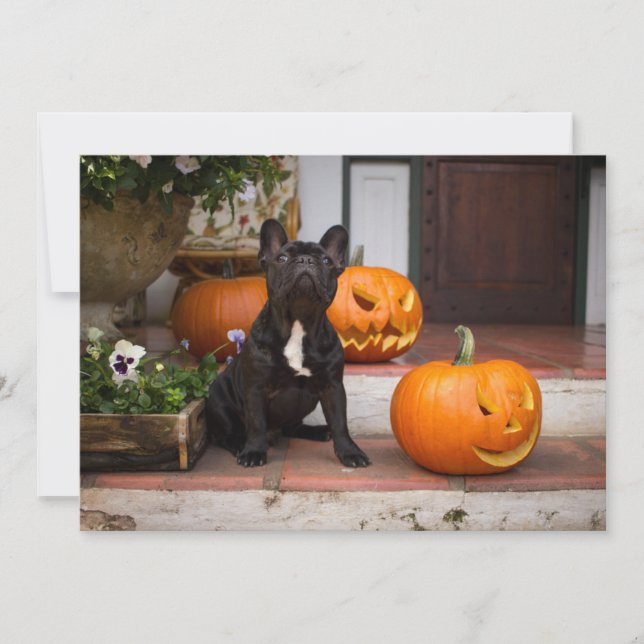 Cutest Baby Animals | French Bulldog Halloween Dankeskarte (Vorderseite)