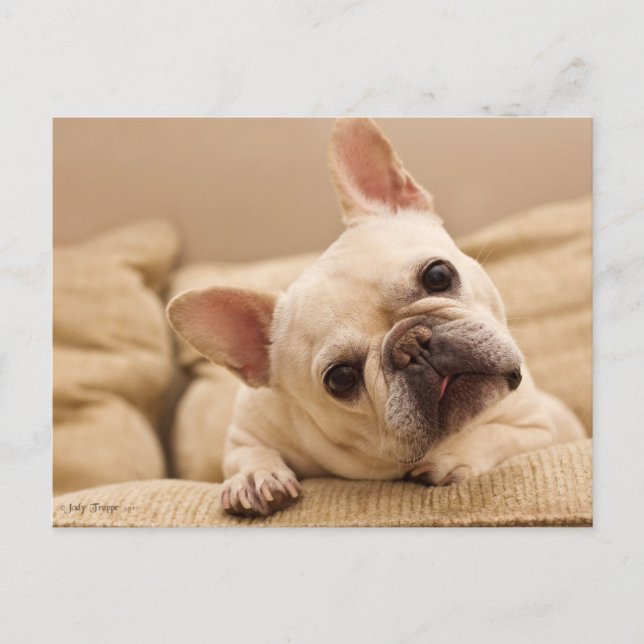 Cutest Baby Animals | French Bulldog Head Tilt Postkarte (Vorderseite)