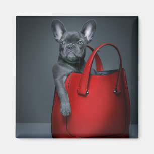 Cutest Baby Animals   French Bulldog in Handbag Magnet