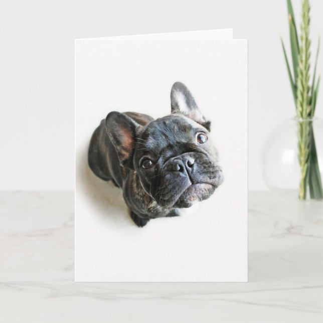 Cutest Baby Animals | French Bulldog Look Up Karte (Vorderseite)