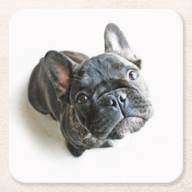 Cutest Baby Animals | French Bulldog Look Up Rechteckiger Pappuntersetzer (Vorderseite)