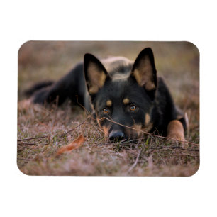 Cutest Baby Animals   German Shepherd Puppy Magnet