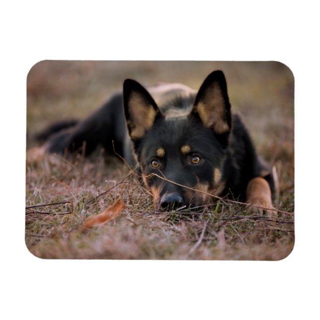 Cutest Baby Animals | German Shepherd Puppy Magnet (Horizontal)
