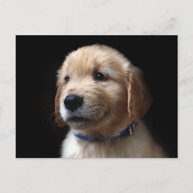 Cutest Baby Animals | Golden Retriever Puppy Postkarte (Vorderseite)