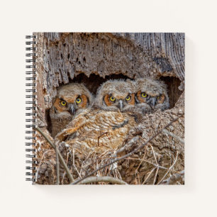 Cutest Baby Animals Great Horned Chicks Notizbuch