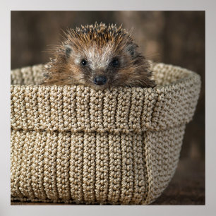 Cutest Baby Animals Hedgehog in a Basket Poster