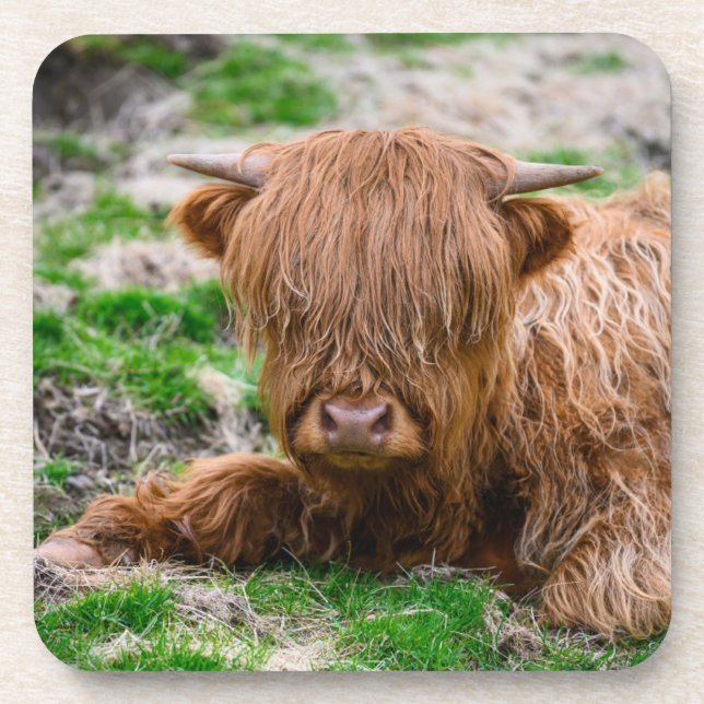 Cutest Baby Animals | Highland Cow Calf Getränkeuntersetzer (Vorderseite)