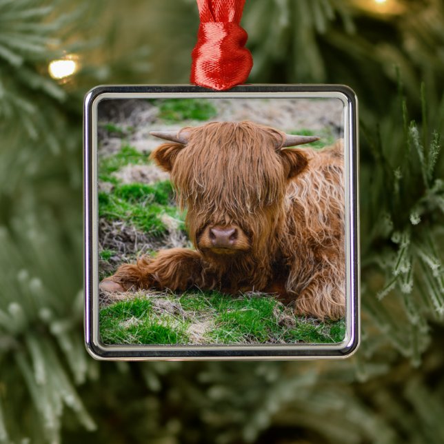 Cutest Baby Animals | Highland Cow Calf Ornament Aus Metall (Baum)