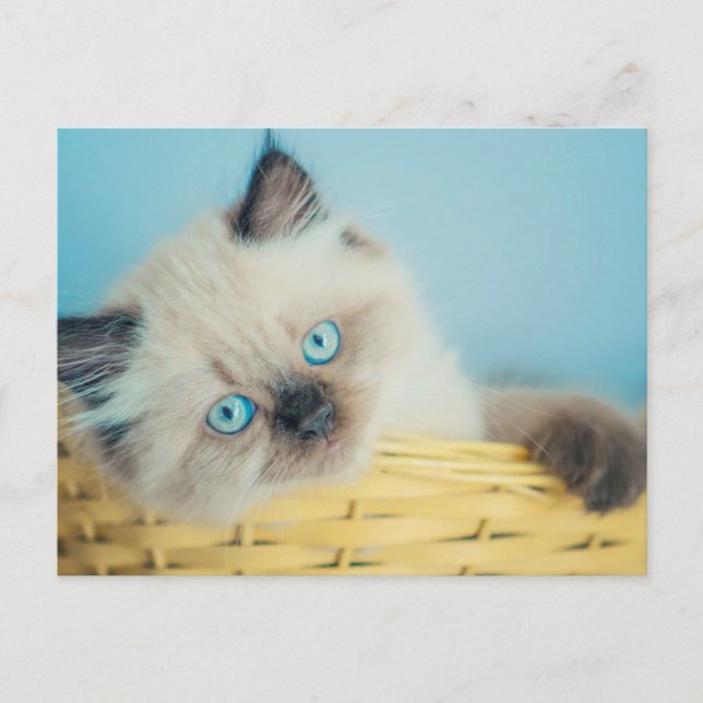 Cutest Baby Animals | Himalayan Seal Point Cat Postkarte (Vorderseite)