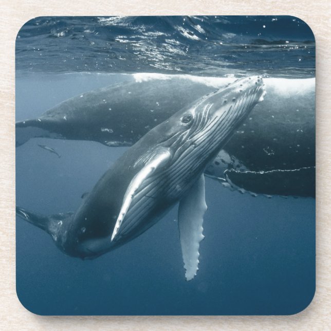 Cutest Baby Animals | Humpback Whale Calf Getränkeuntersetzer (Vorderseite)